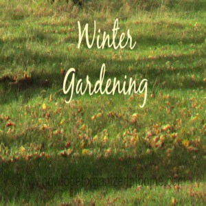 Winter Gardening Tips