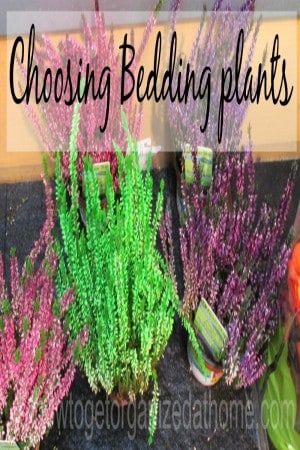 Choosing Bedding Plants