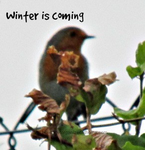 Tips For Your Winter Garden