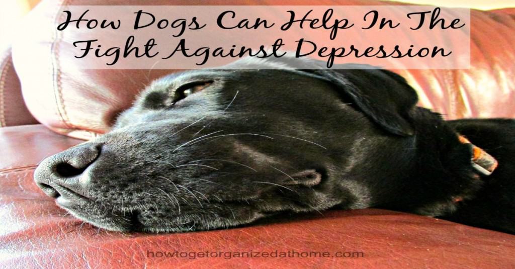 Dogs can help in the fight against depression, they are truly man's best friend, by providing so much love and support just when you need it most!