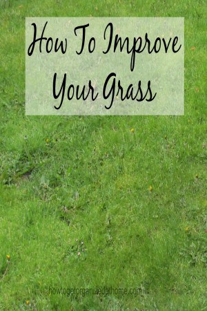 How To Improve Your Grass