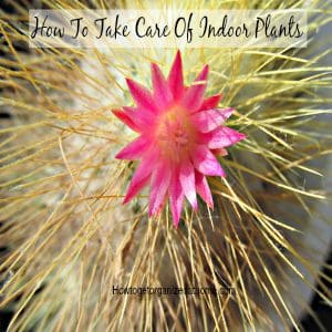 How To Take Care Of Indoor Plants