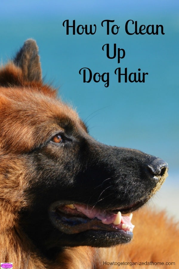 How to clean up dog hair can be an on-going chore that never seems to end, but there are ways in which you can control this hair around your home.