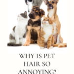 Ideas For Getting Pet Hair Out Of Your Home