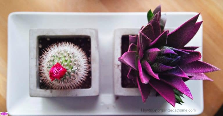 How To Clean Dust From Your House Plants For Healthier Plants