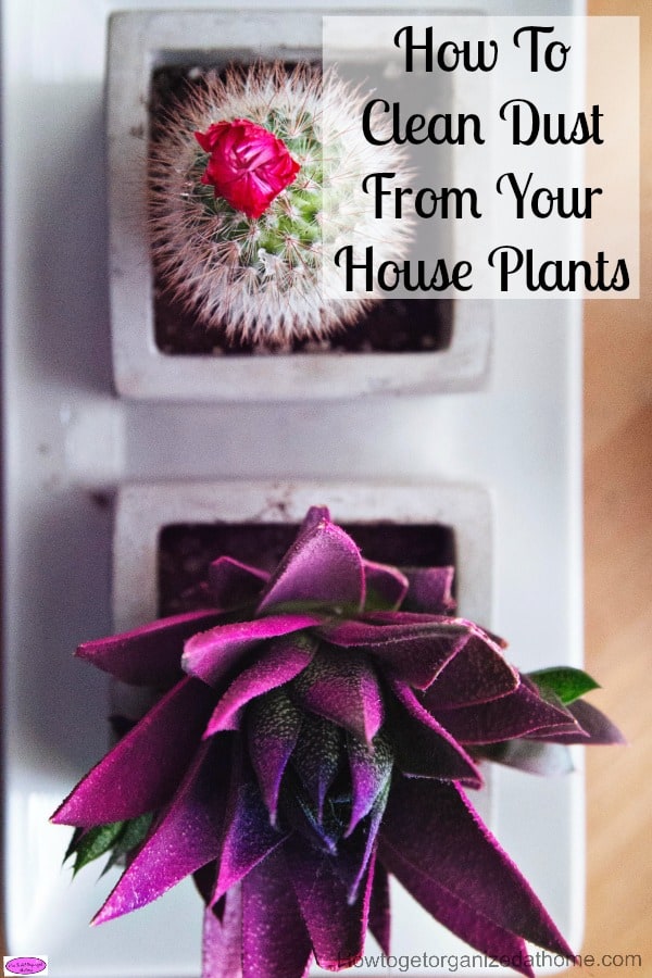 How to clean dust from your house plants is important if you want them to be healthy and happy plants. Dust forms a barrier and can impair its health.