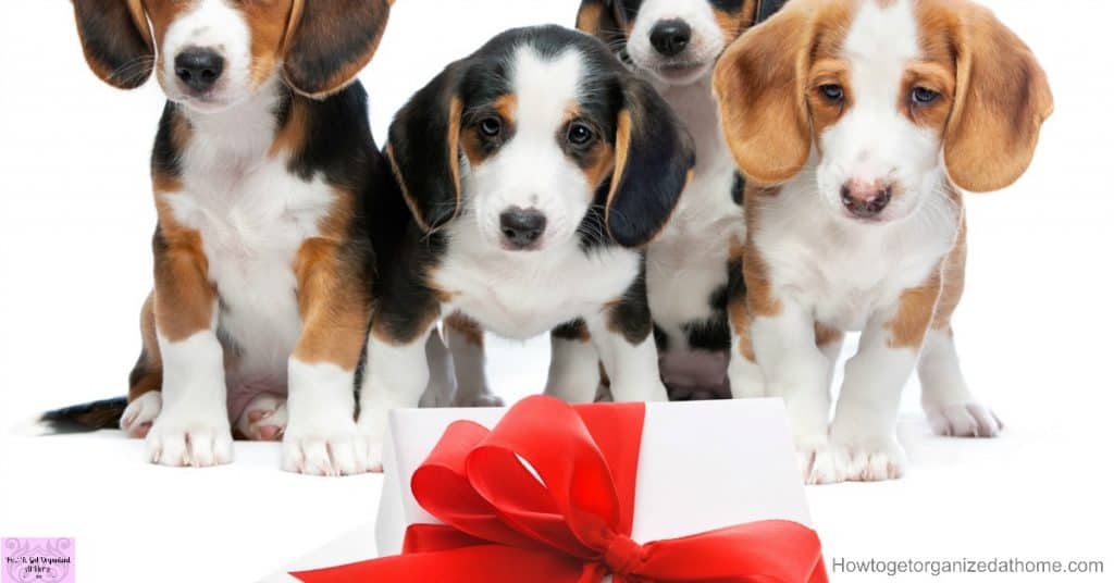 Looking for a gift idea for dogs? This list has you covered!