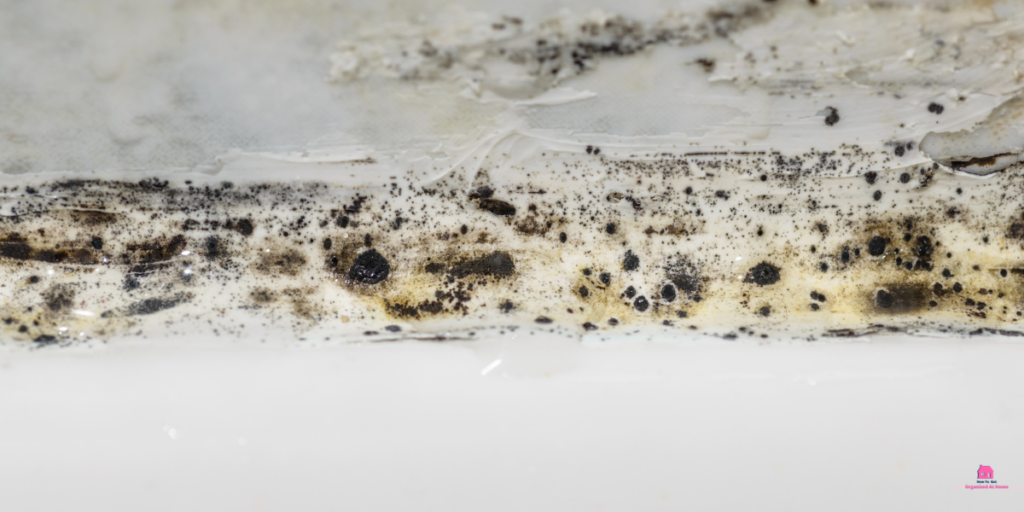 mold mould