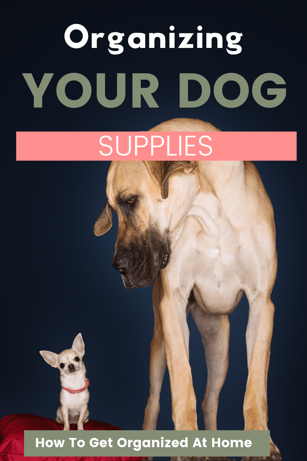How To Organize Your Dog Supplies? How To Get Organized At Home