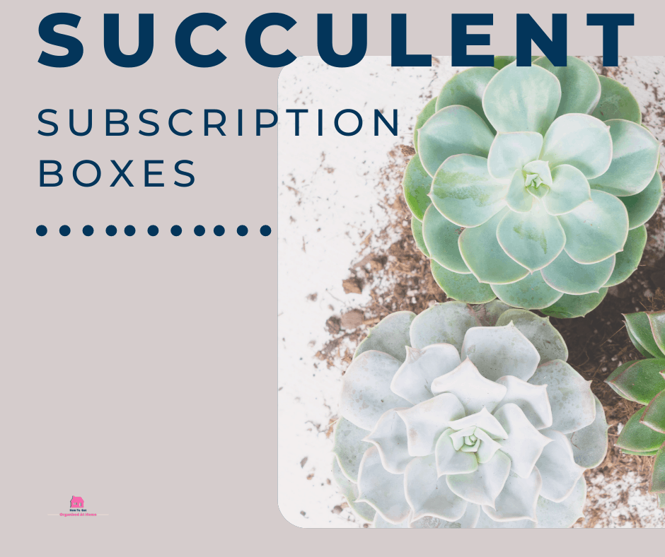 succulent plant boxes