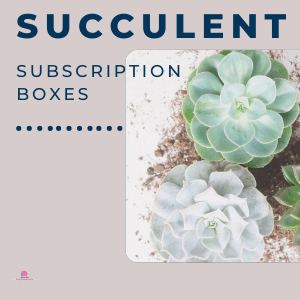 9 Succulent Subscription Boxes? Amazing Plants For You To Love