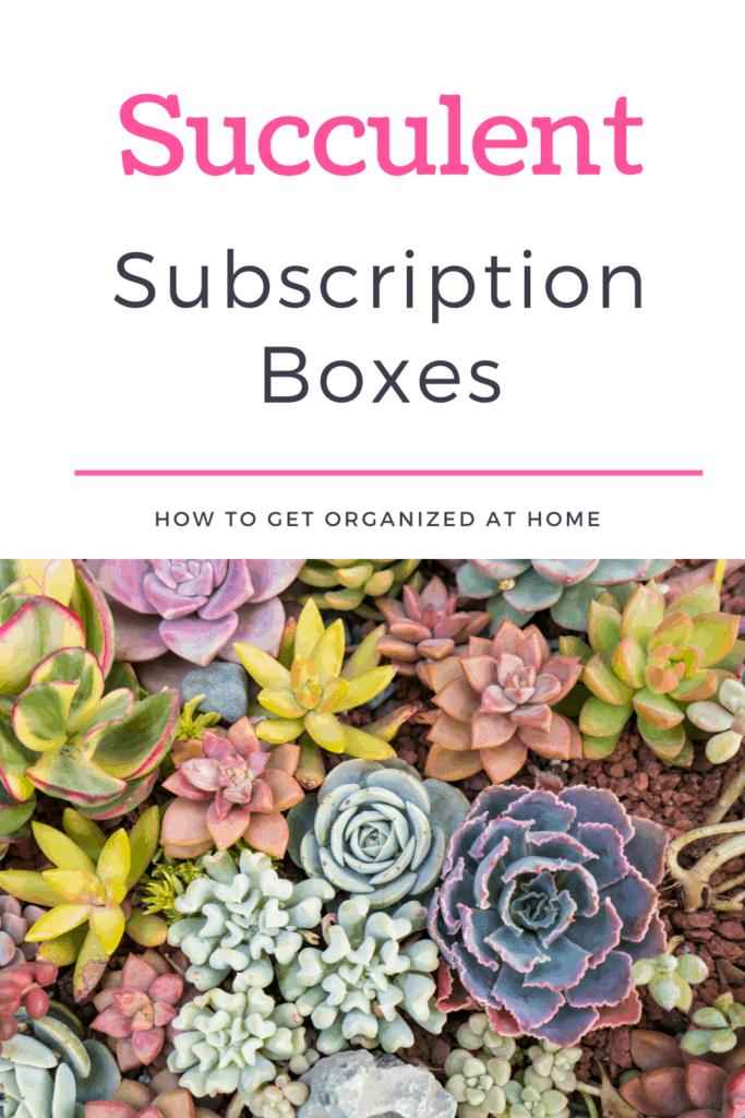 succulent subscription boxes