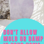 Issues With Mold And Damp