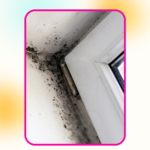 Mold Isn’t Something You Want In Your Home
