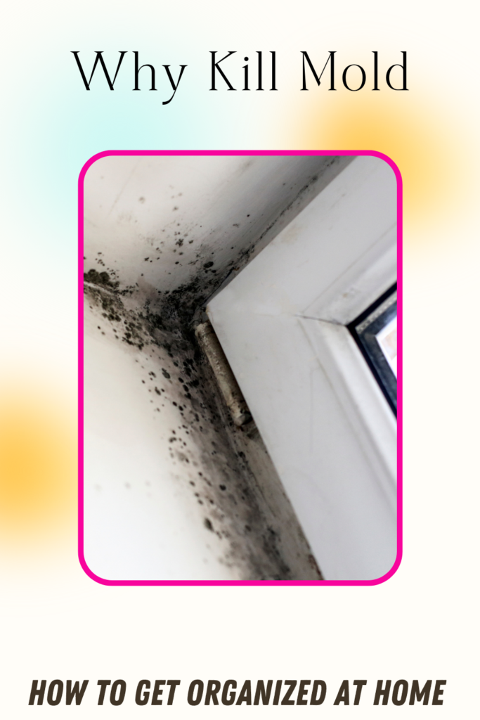 Mold Isn’t Something You Want In Your Home