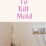 Don’t Use Bleach To Kill Mold