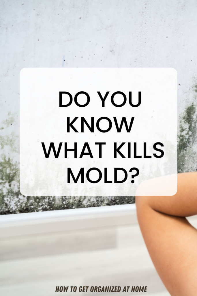 Use Tea Tree Oil To Kill Mold