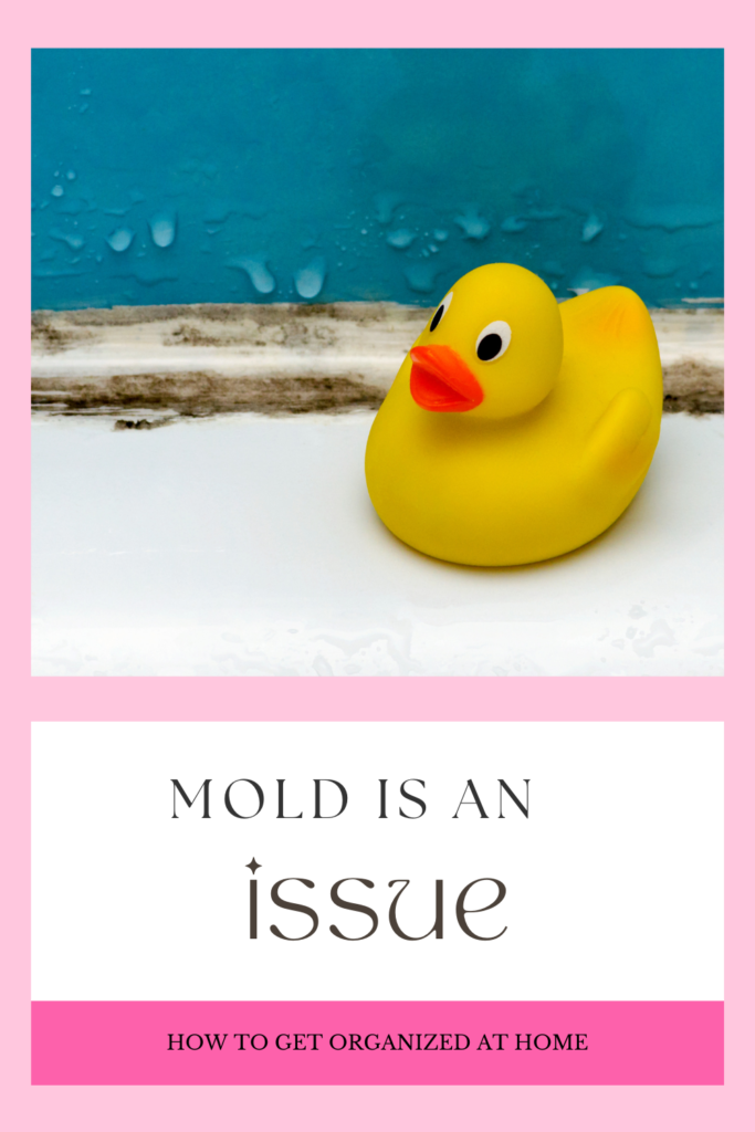 Take Mold Seriously In Your Home
