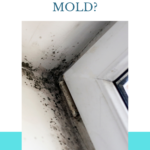 What To Do When You Have Mold