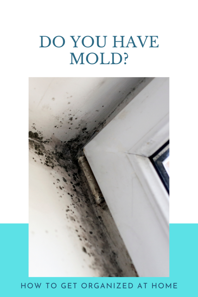What To Do When You Have Mold