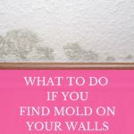Mold Is A Problem Deal With It