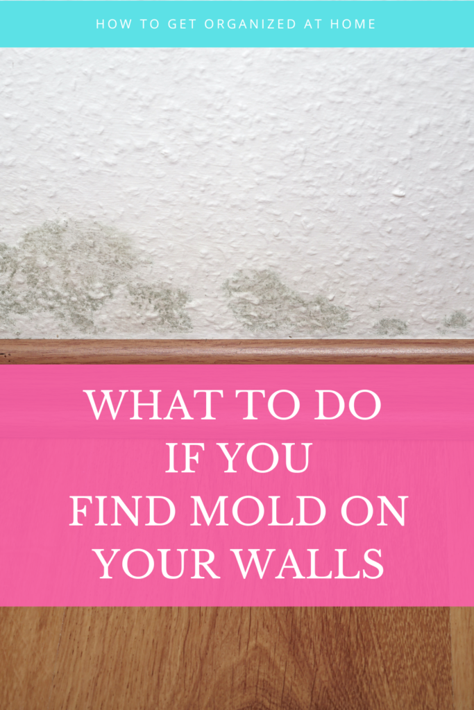 Mold Is A Problem Deal With It