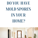 Top Mold Spores Killing Tips