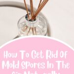 How To Get Rid Of Mold Spores In The Air Naturally
