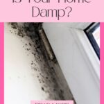 Is Your Home Damp?