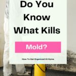 Do You Know What Kills Mold?