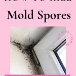 Use Mold Paint To Prevent Mold Outbreaks