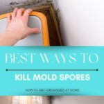Best Ways To Kill Mold Spores