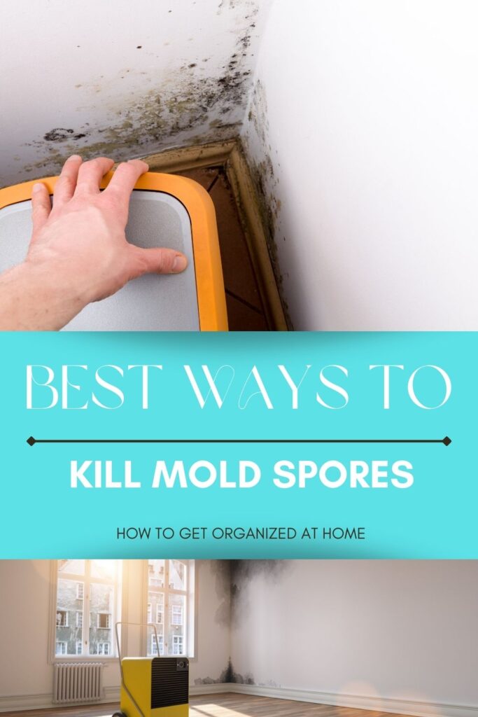 Best Ways To Kill Mold Spores
