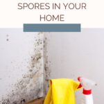 How To Reduce Mold Spores In Your Home